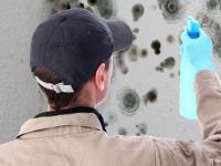 Affordable Mold Removal Company The Woodlands TX image 1